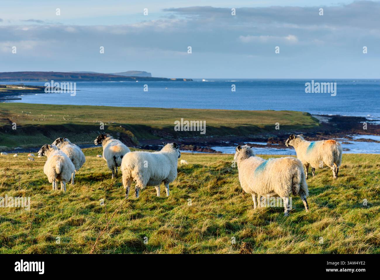 Sheep on Duncansby Head looking towards Dunnet Head in the distance.  Near John o'Groats, Caithness, Scotland, UK. Stock Photo