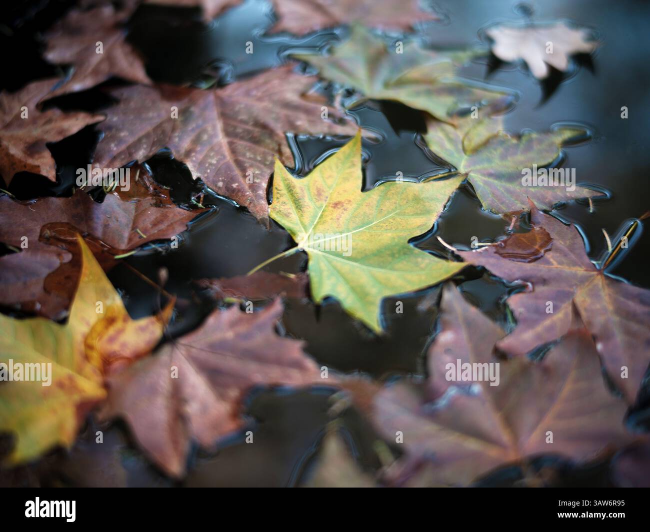Floating Autumn Maple Leaves on Rippling Water Surface Stock Photo