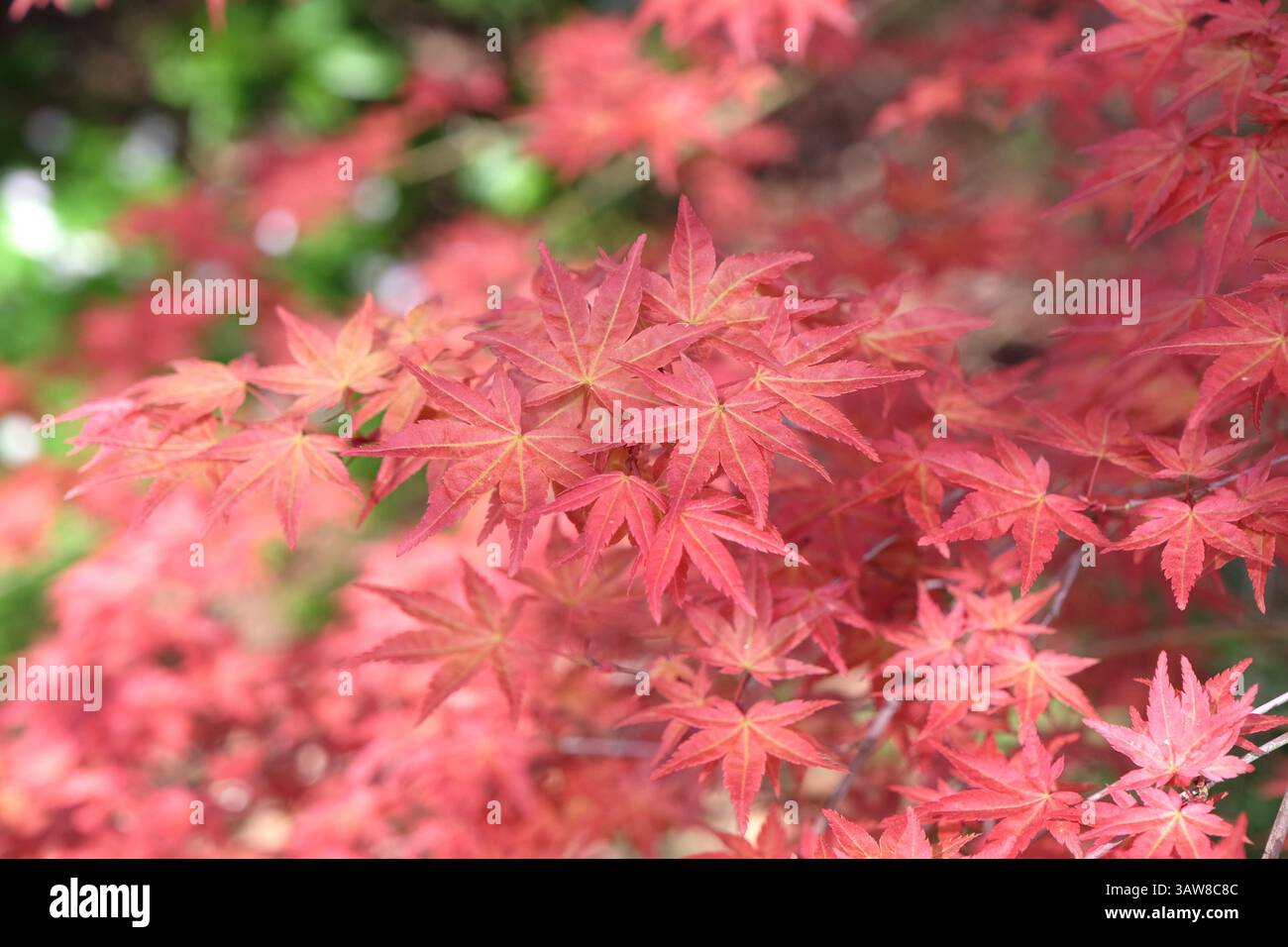 LEAF LEAVESです 13-0510014_1__94509.1678749723