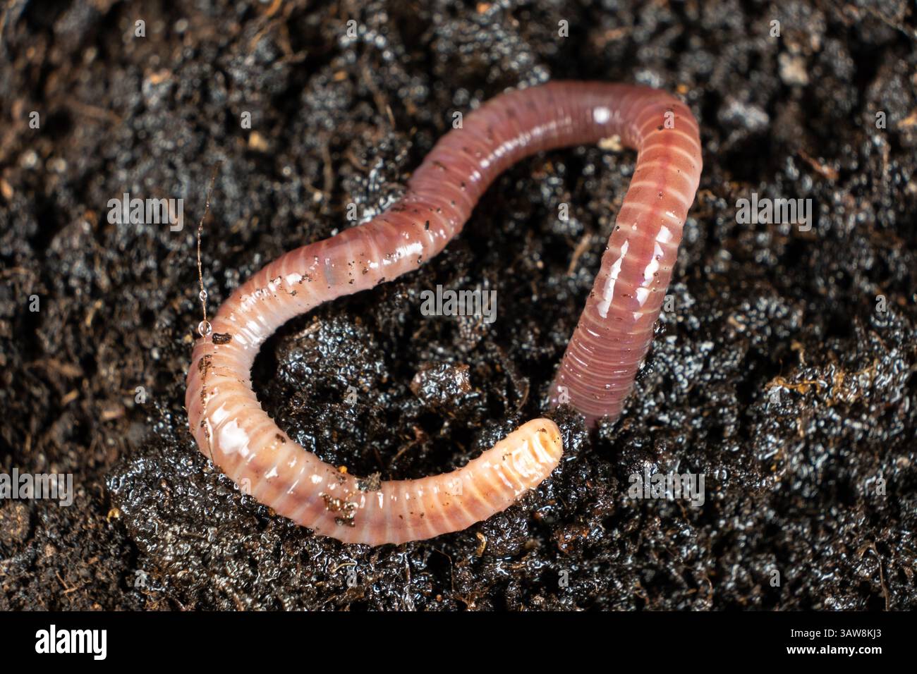 Earthworm on Soil Close-Up Macro View. Stock Photo