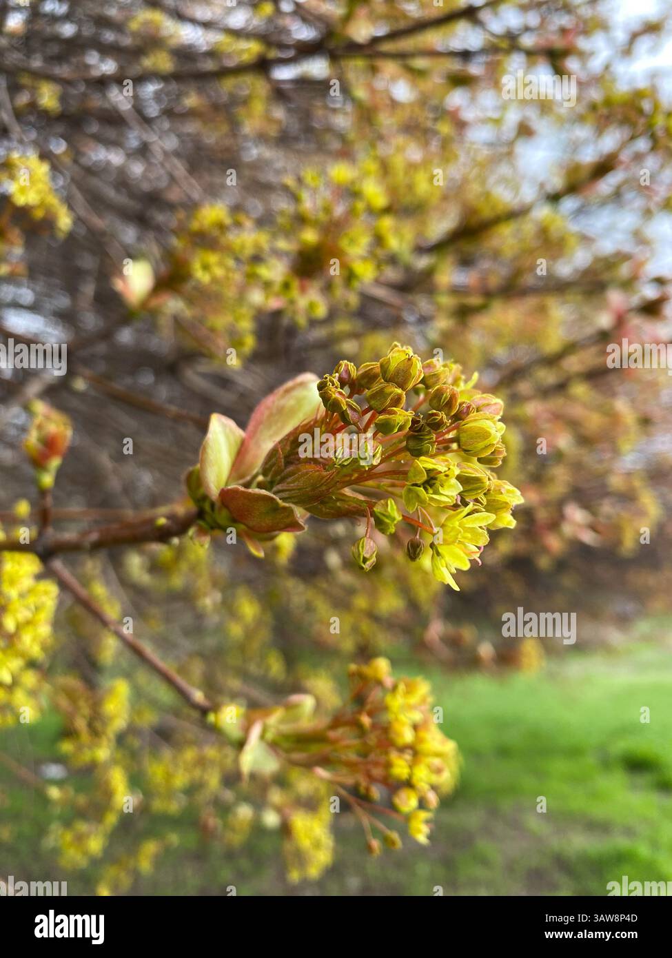 Norway Maple Tree Blooming in Early Spring. Stock Photo
