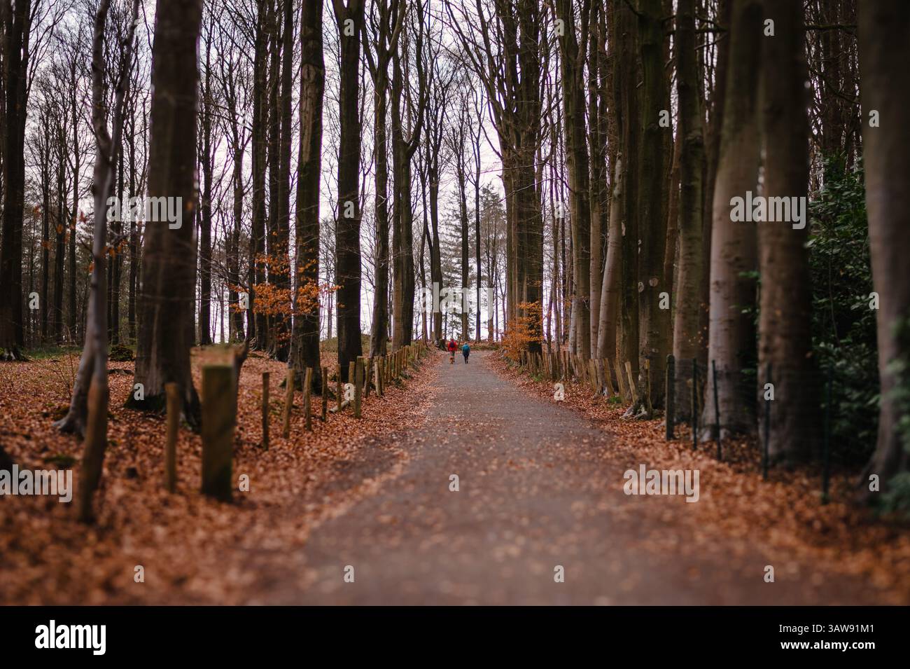 Inside View of a Dense Tall Trees Forest Stock Photo