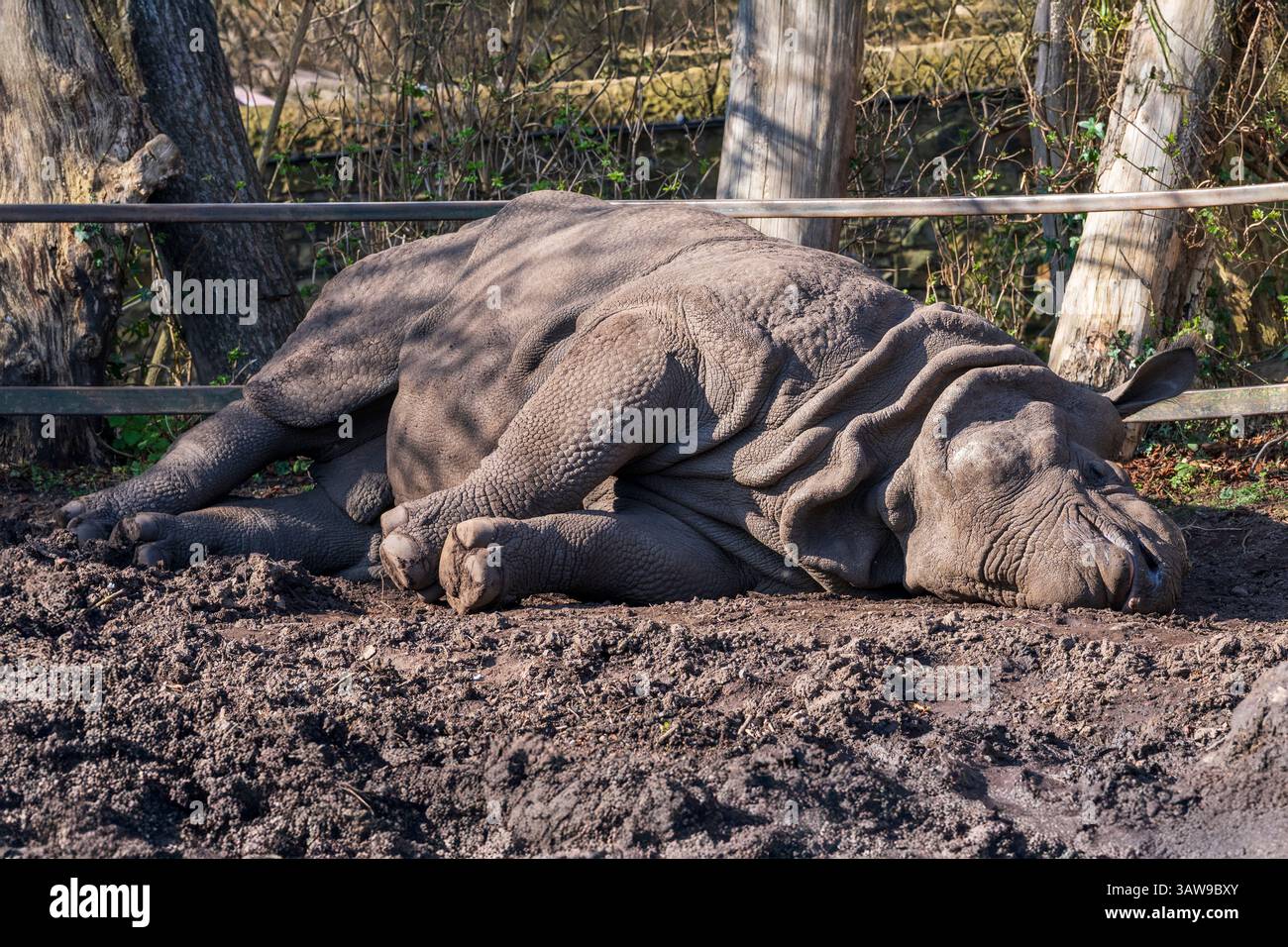 Greater one-horned rhinoceros (Rhinoceros unicornis) asleep in enclosure at Edinburgh Zoo, Scotland, UK Stock Photo