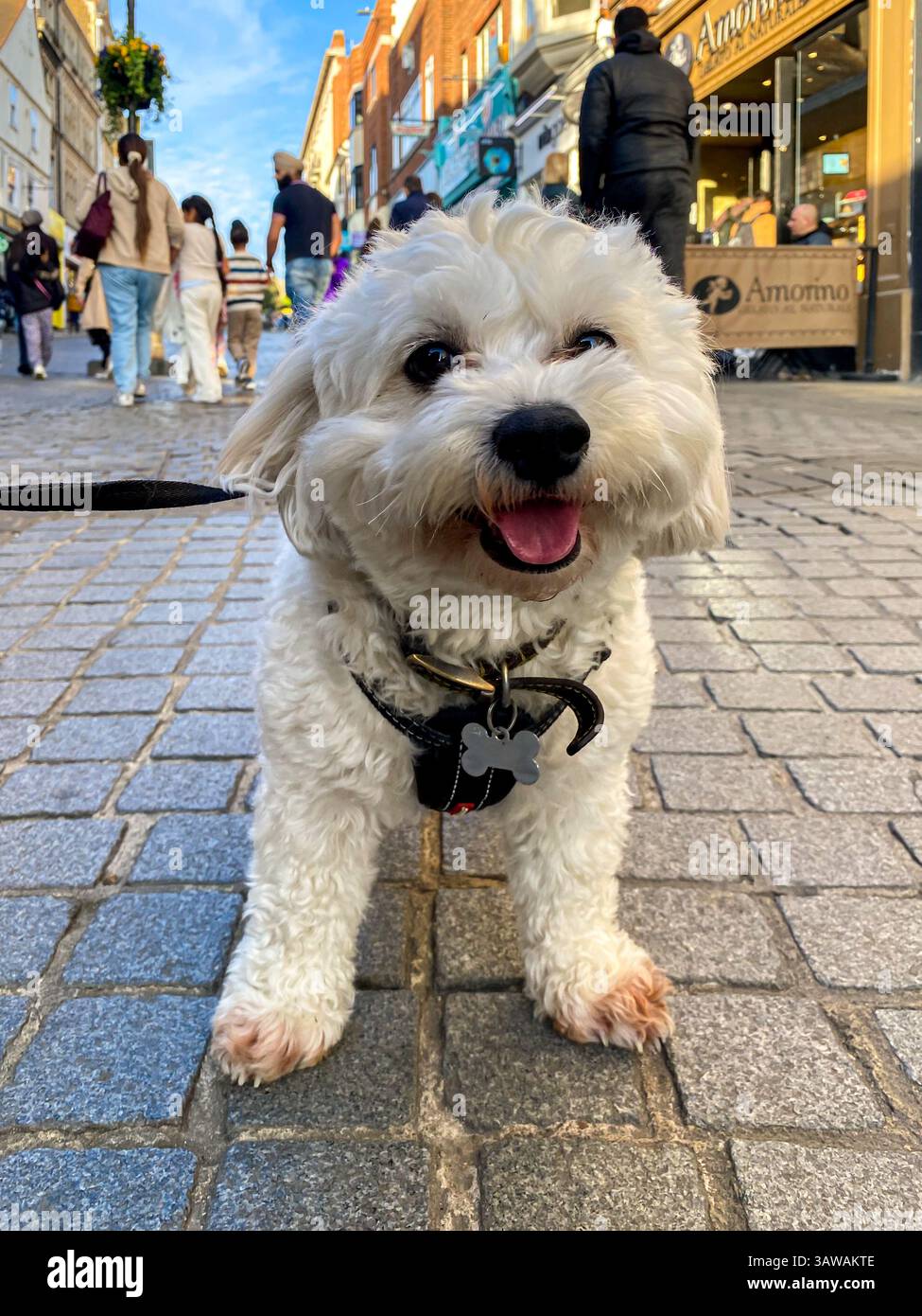 Portrait of a small, white, cavapoo dog taken on Peascod Street in Windsor, UK - Smartphone Captured Stock Image