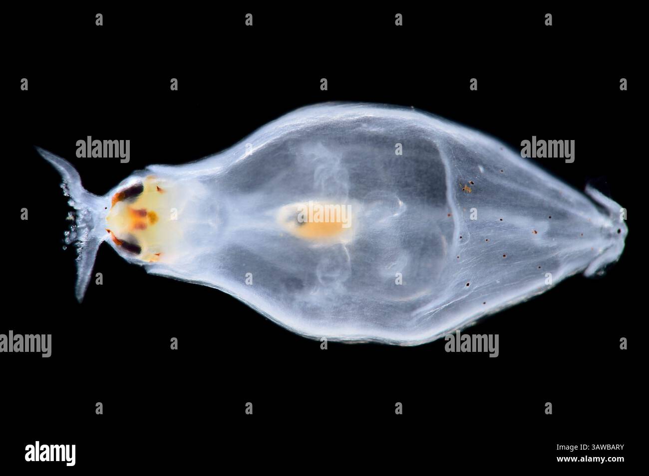 [captive] Juvenile Deep sea Squid (Liocranchia reinhardtii) can grow up to 15cm long and is known to inhabit depths up to 1,000 metres. This species i Stock Photo