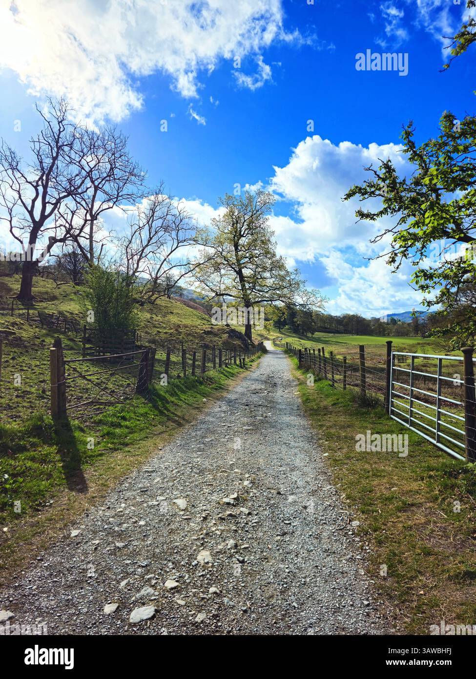 Field Path Rambles A vibrant countryside path bathed in blazing sunlight. The gravel trail ...