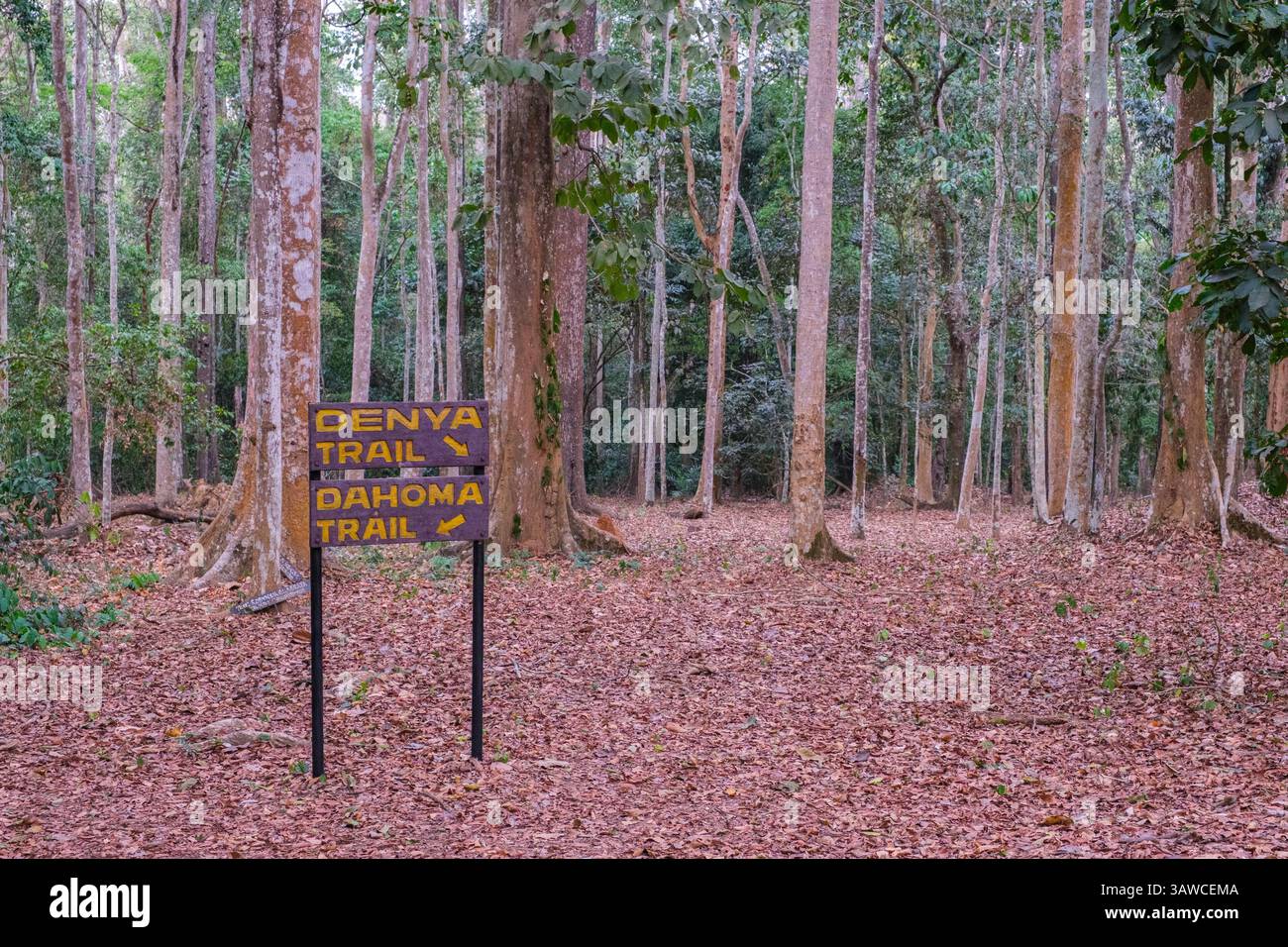 Ghana, Bobiri Forest Reserve and Butterfly Sanctuary. Forest Scene with Trail Markers. Stock Photo