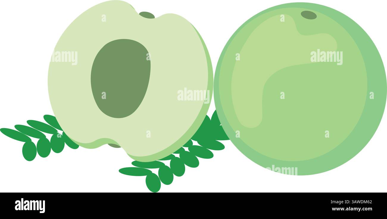 Indian Amla Fruit Green Fresh Stock Vector