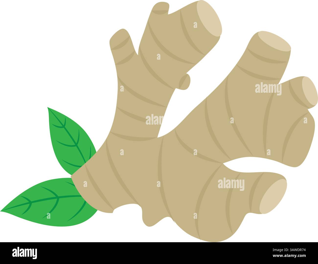 indian spice Ginger Root Fresh Stock Vector