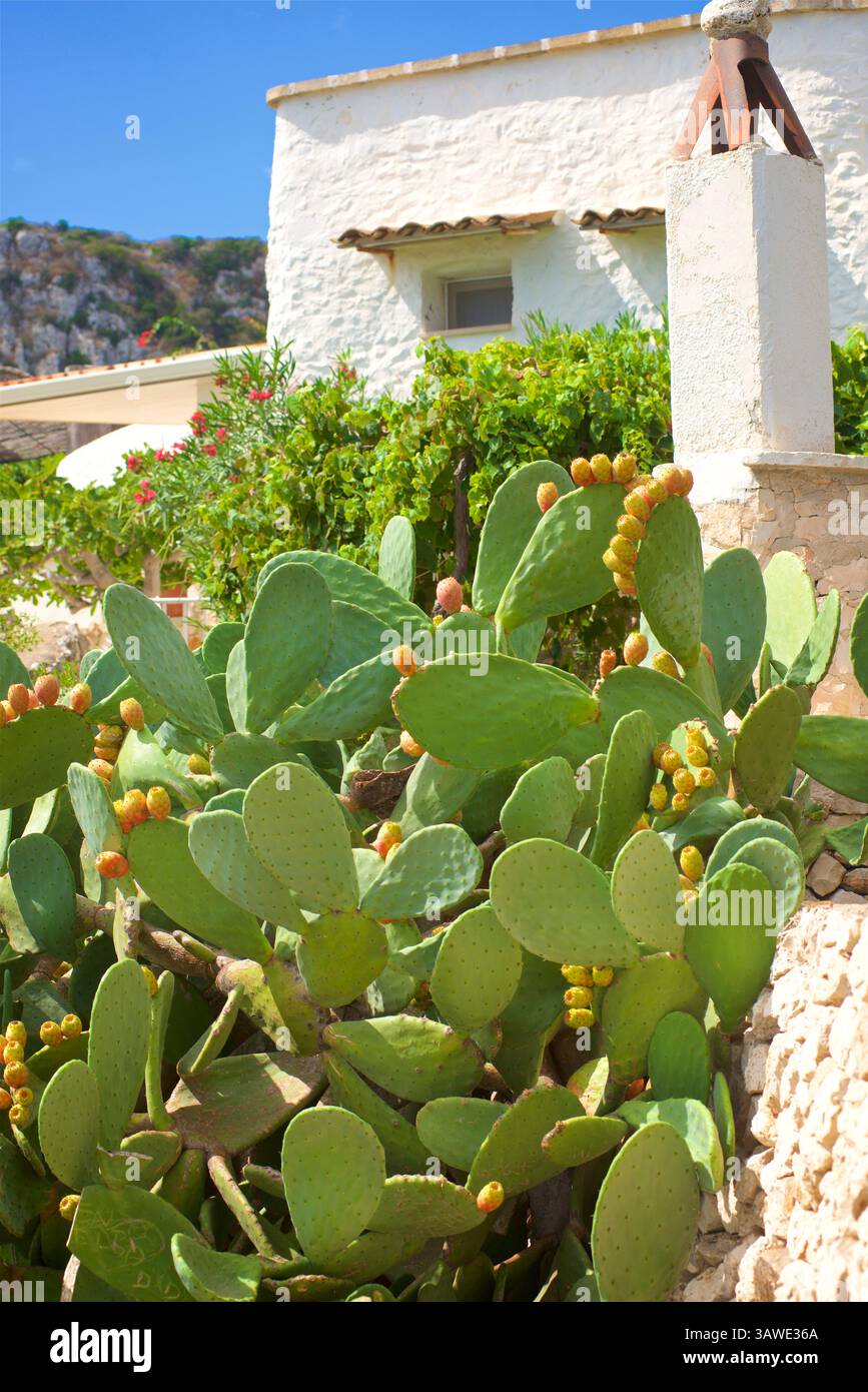 Opuntia, commonly called the prickly pear cactus, is a genus of flowering plants in the cactus family Cactaceae, many known for their flavourful fruit and showy flowers. Cacti are native to the Americas, and are well-adapted to arid climates; however, they are still vulnerable to alterations in precipitation and temperature driven by climate change. The plant has been introduced to other parts of the world including southern Europe. Photographed in Puglia, southern Italy. Stock Photo