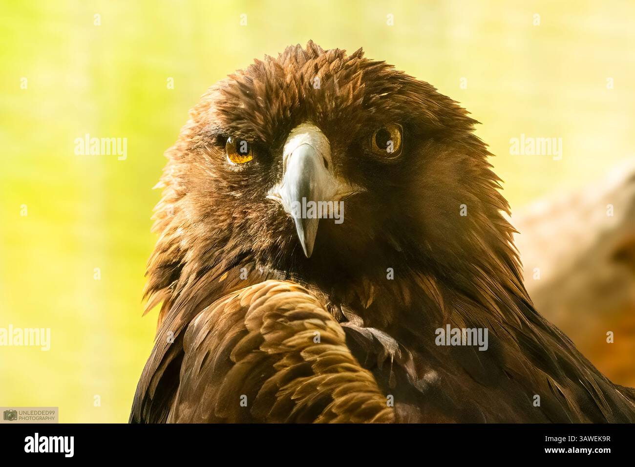 The Intense Gaze Of The Golden Eagle Stock Photo - Alamy