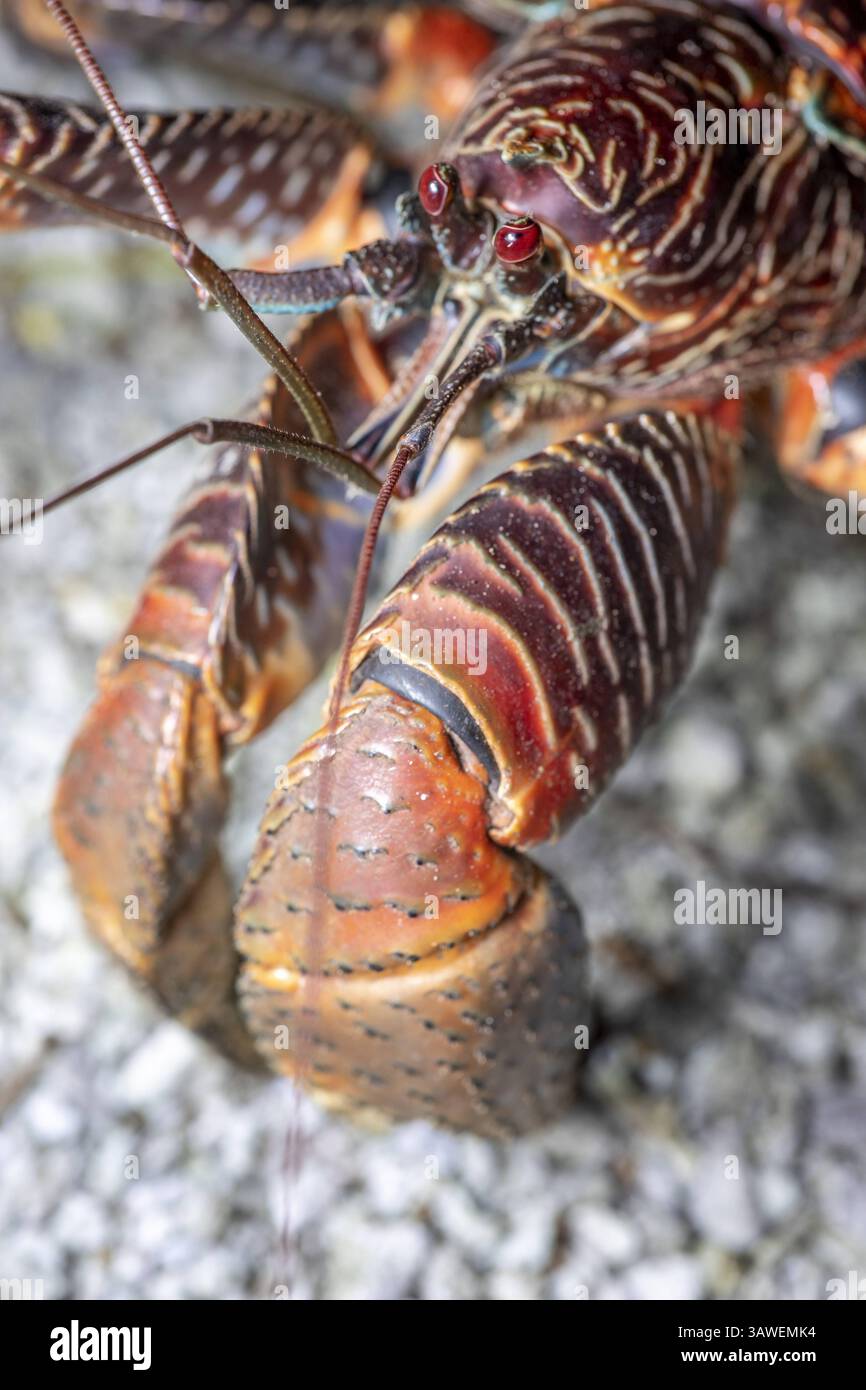 Palmendieb birgus latro hi-res stock photography and images