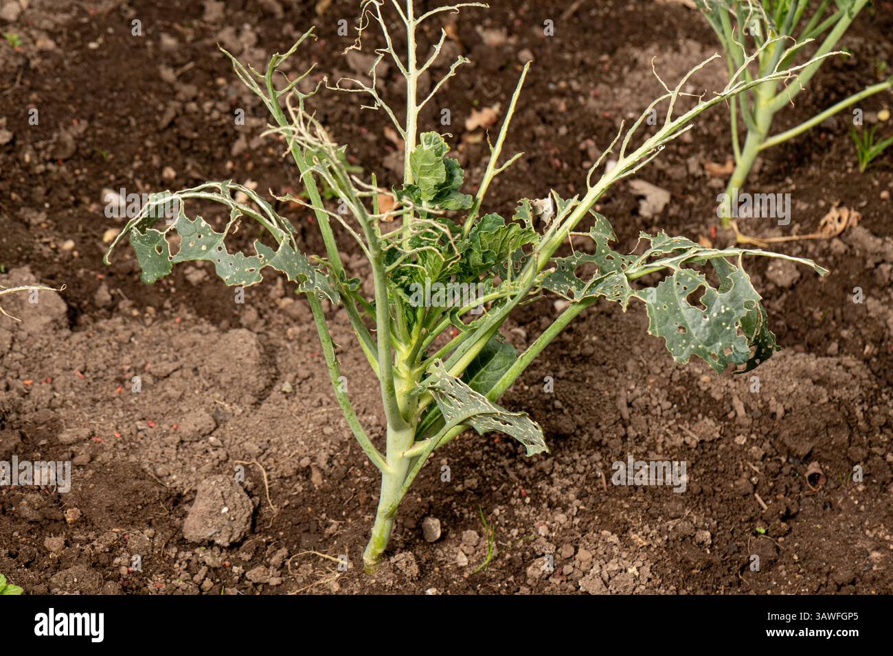 Crop disaster hi-res stock photography and images - Alamy