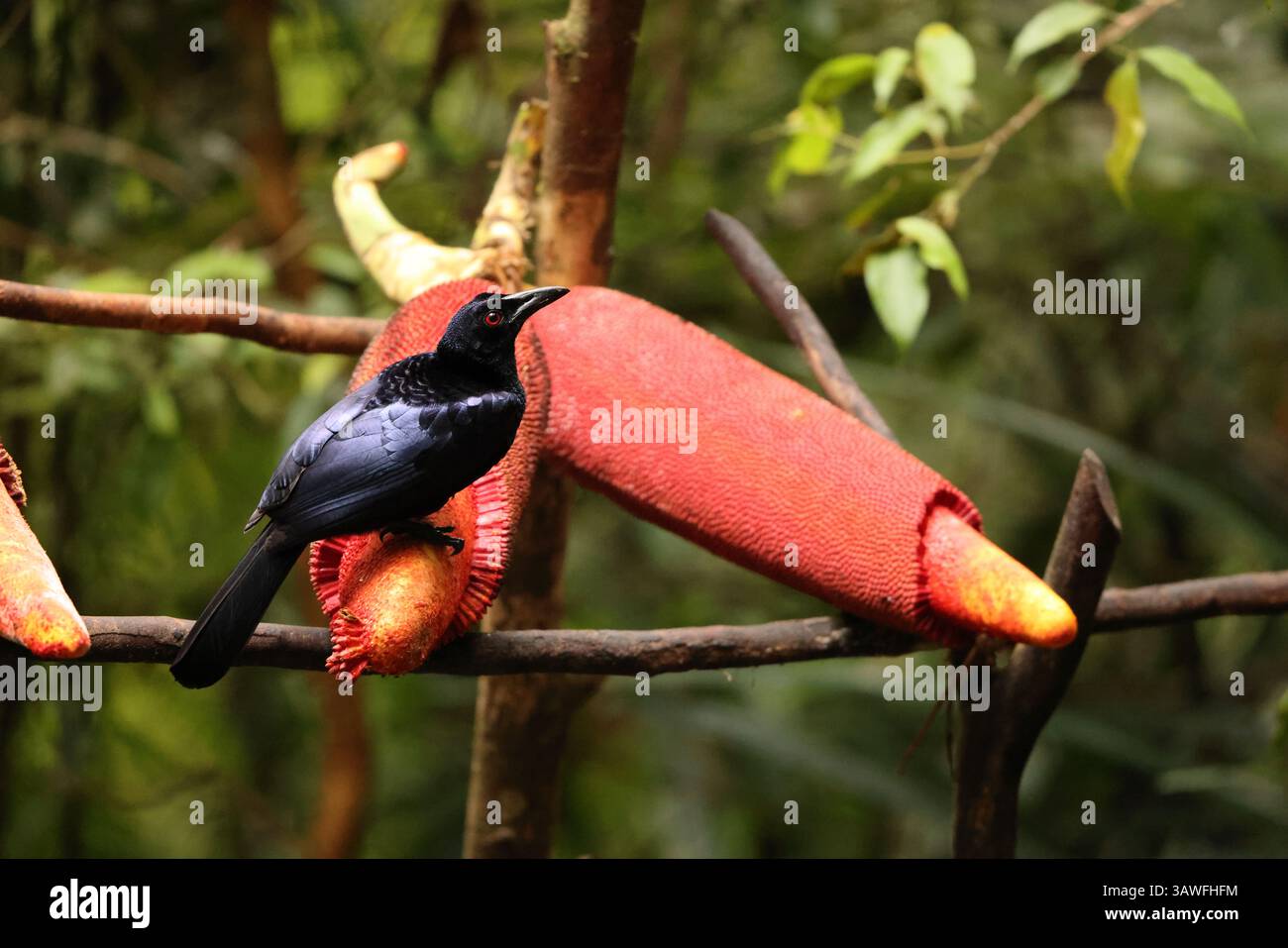 The crinkle-collared manucode (Manucodia chalybatus) is a species of ...