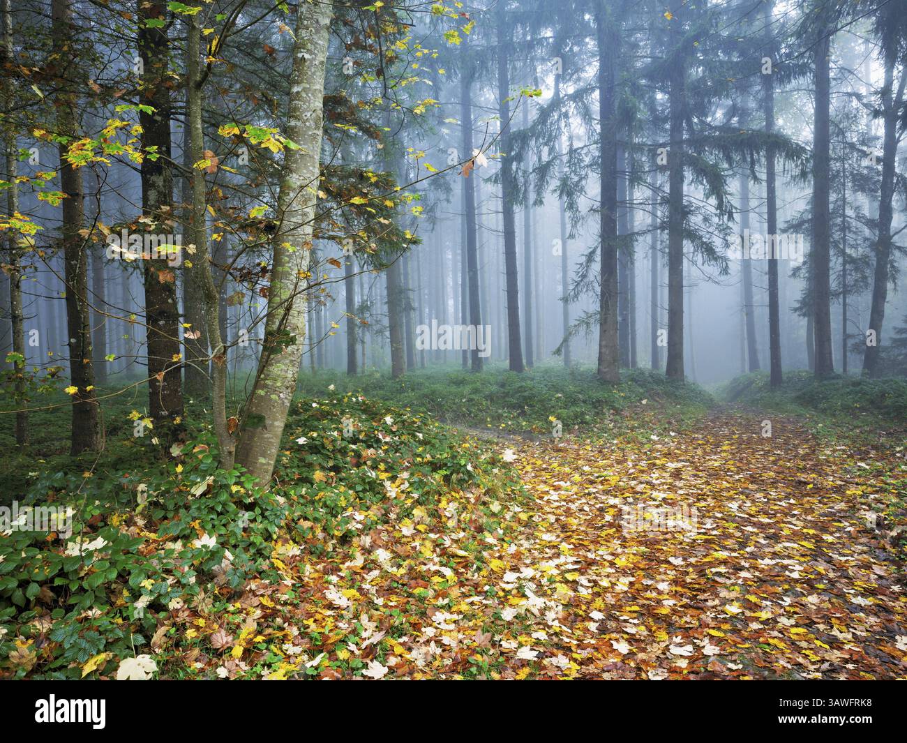 Autumn leaves on forest path through the foggy forest, Beinwil, Freiamt, Canton Aargau, Switzerland, Europe Stock Photo