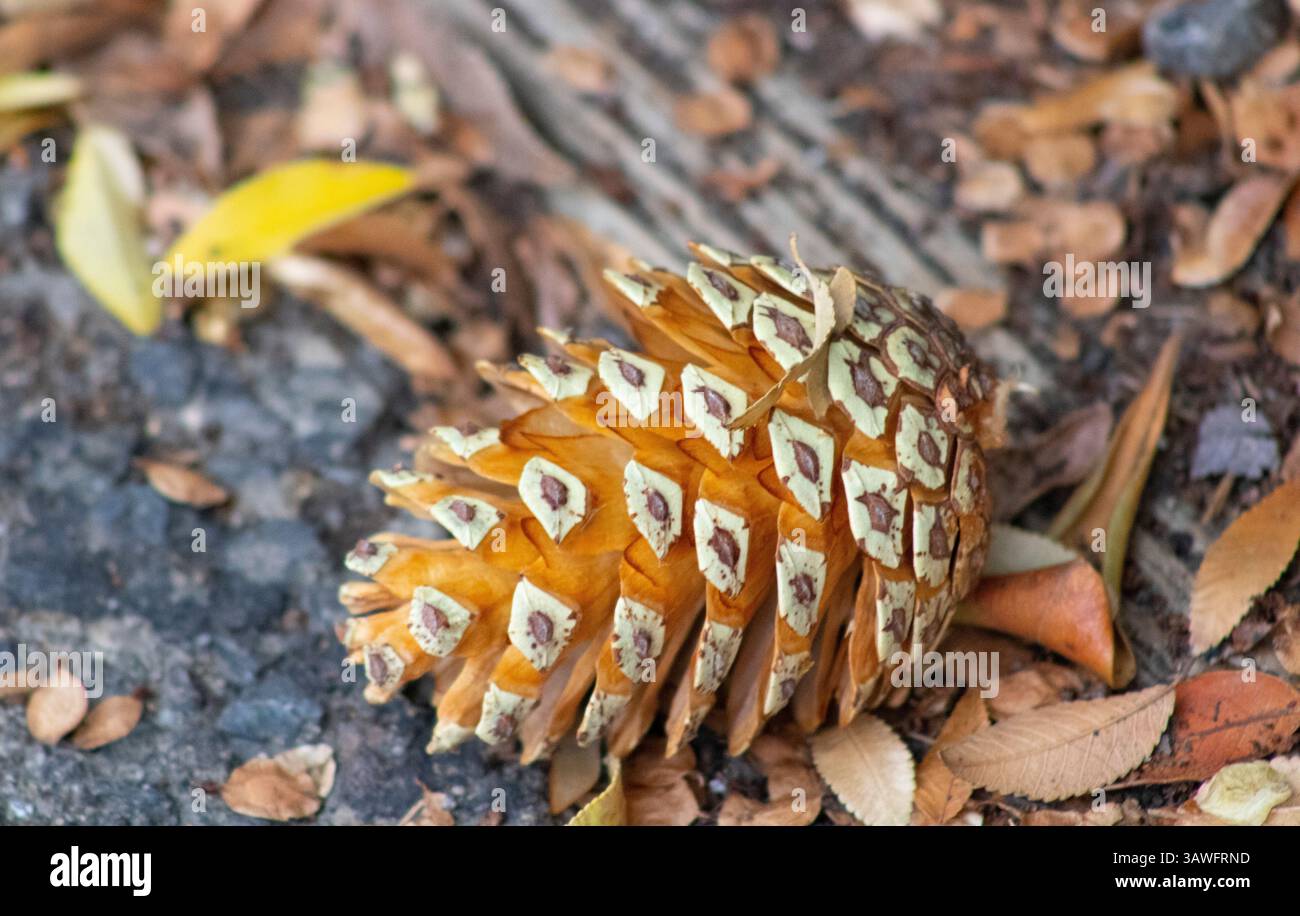 light colored pine cone on ground Stock Photo