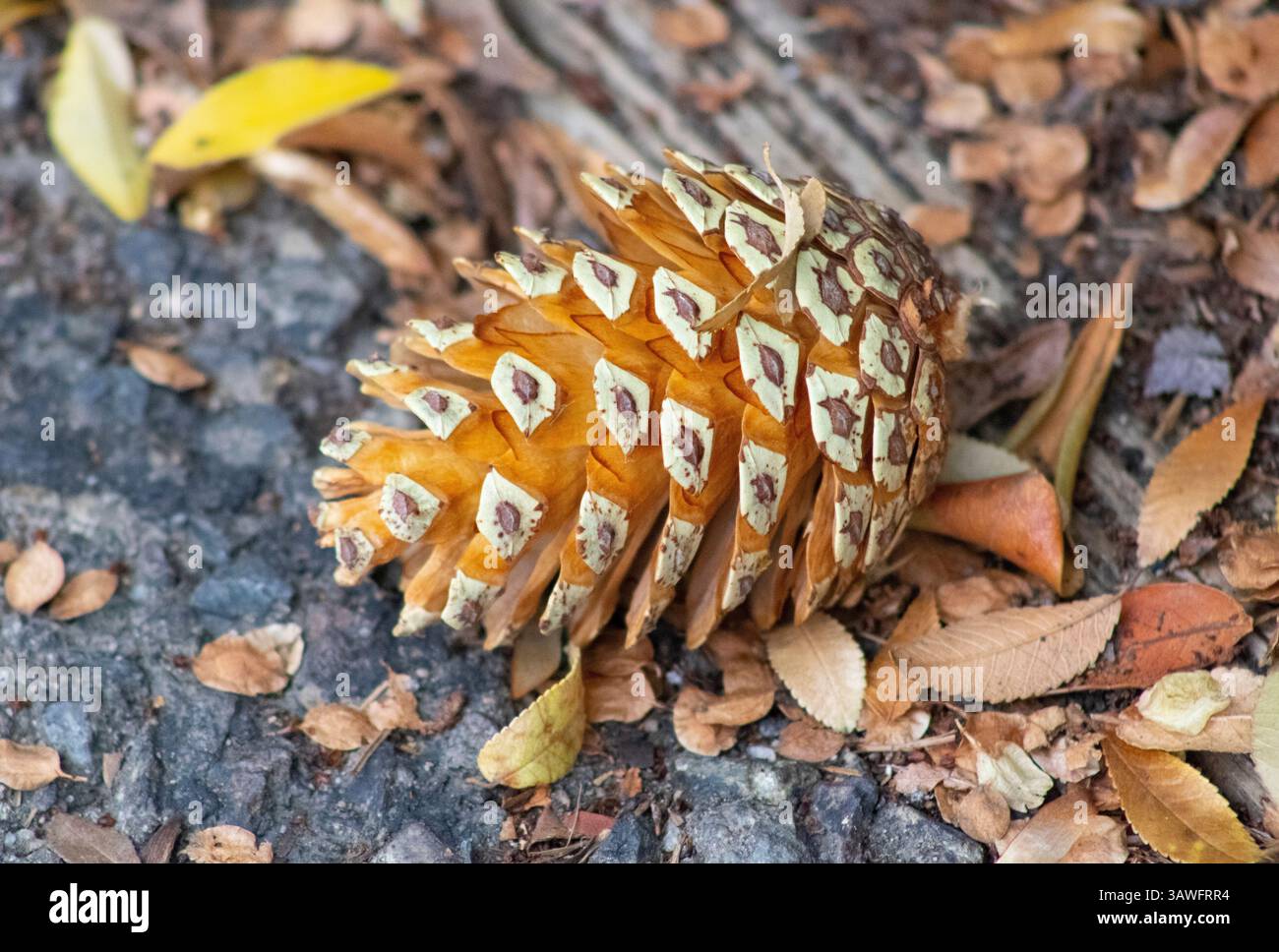 light colored pine cone on ground Stock Photo