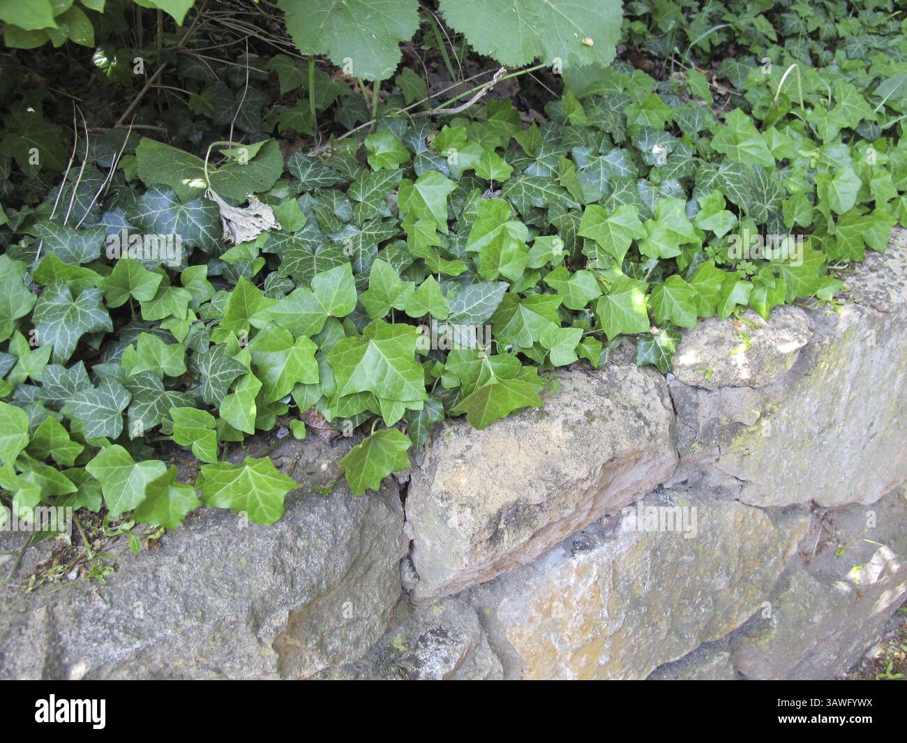 Ivy tendrils on a shady stone wall Stock Photo
