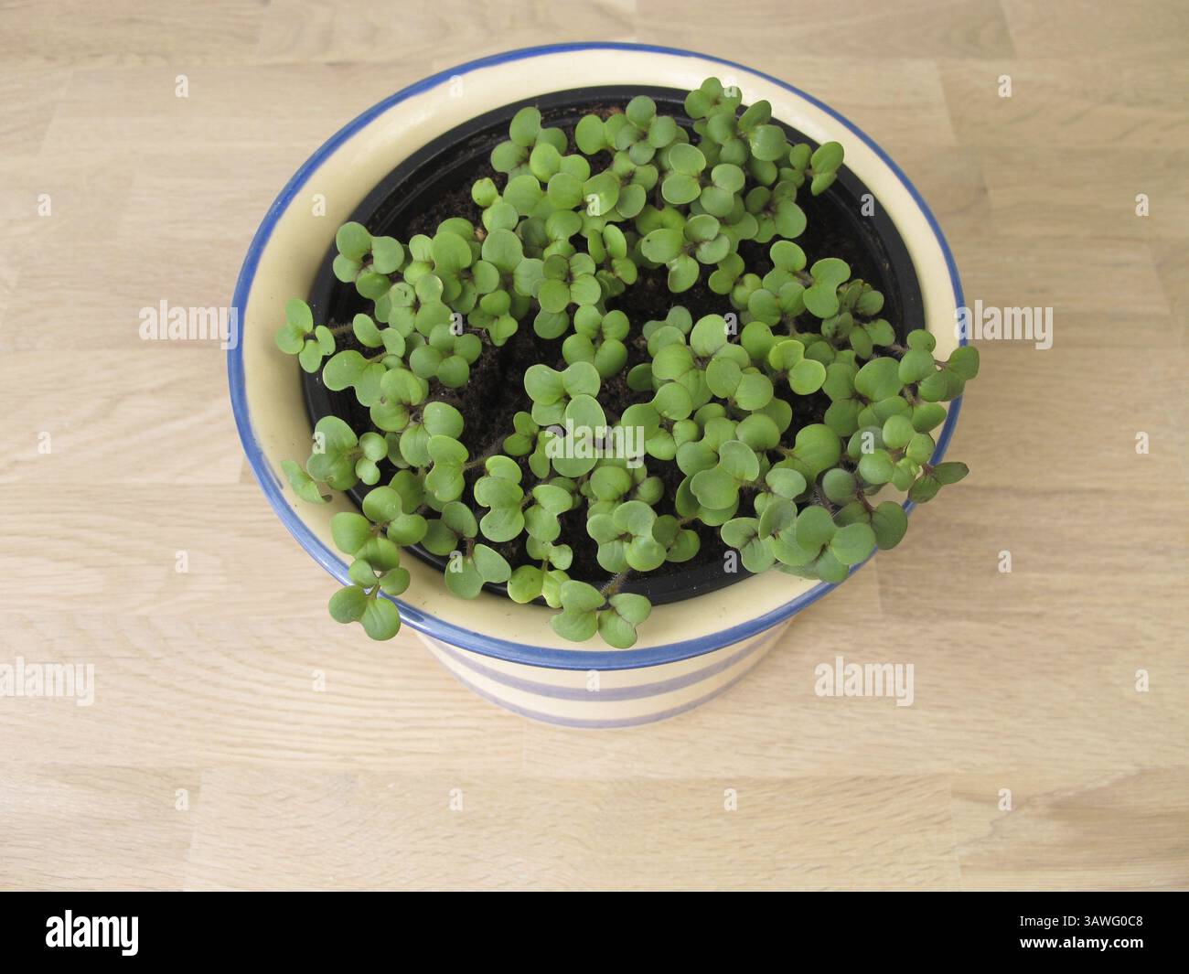 Sprouted herbs in a pot Stock Photo