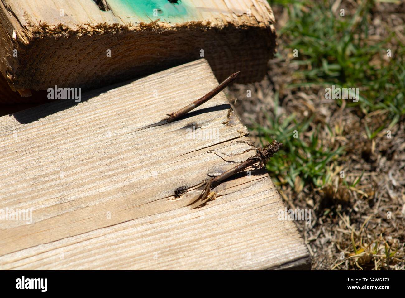 rusted nail bursting through wood Stock Photo