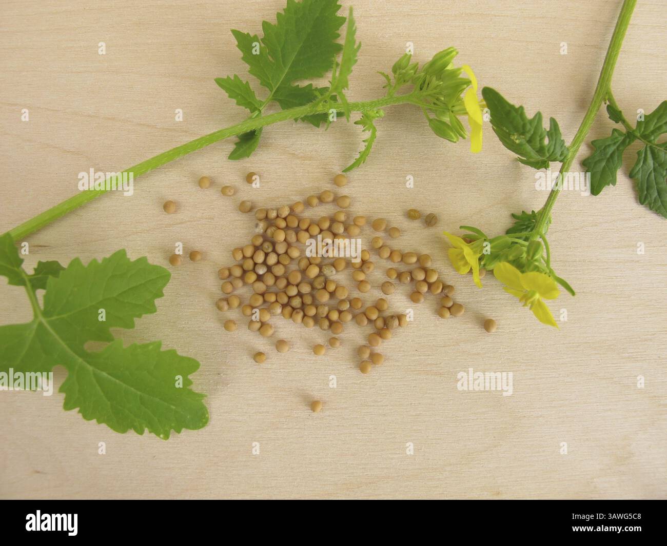 Flowering mustard and mustard seeds Stock Photo