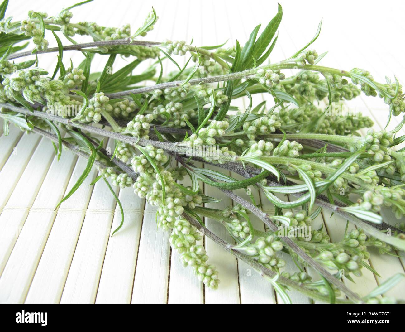 Mugworts hi-res stock photography and images - Alamy