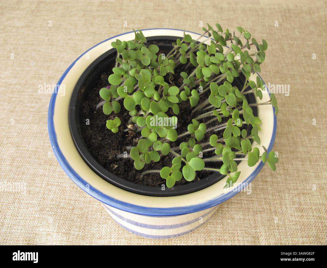 Sprouted herbs in a pot Stock Photo