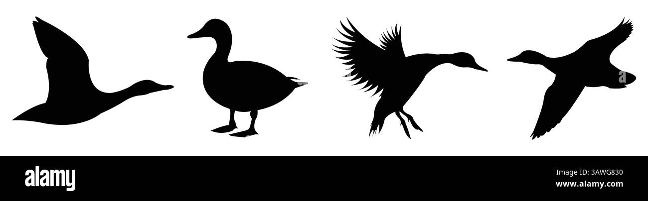 Duck Silhouettes in Flight and Standing – Wildlife Vector Set Stock Vector