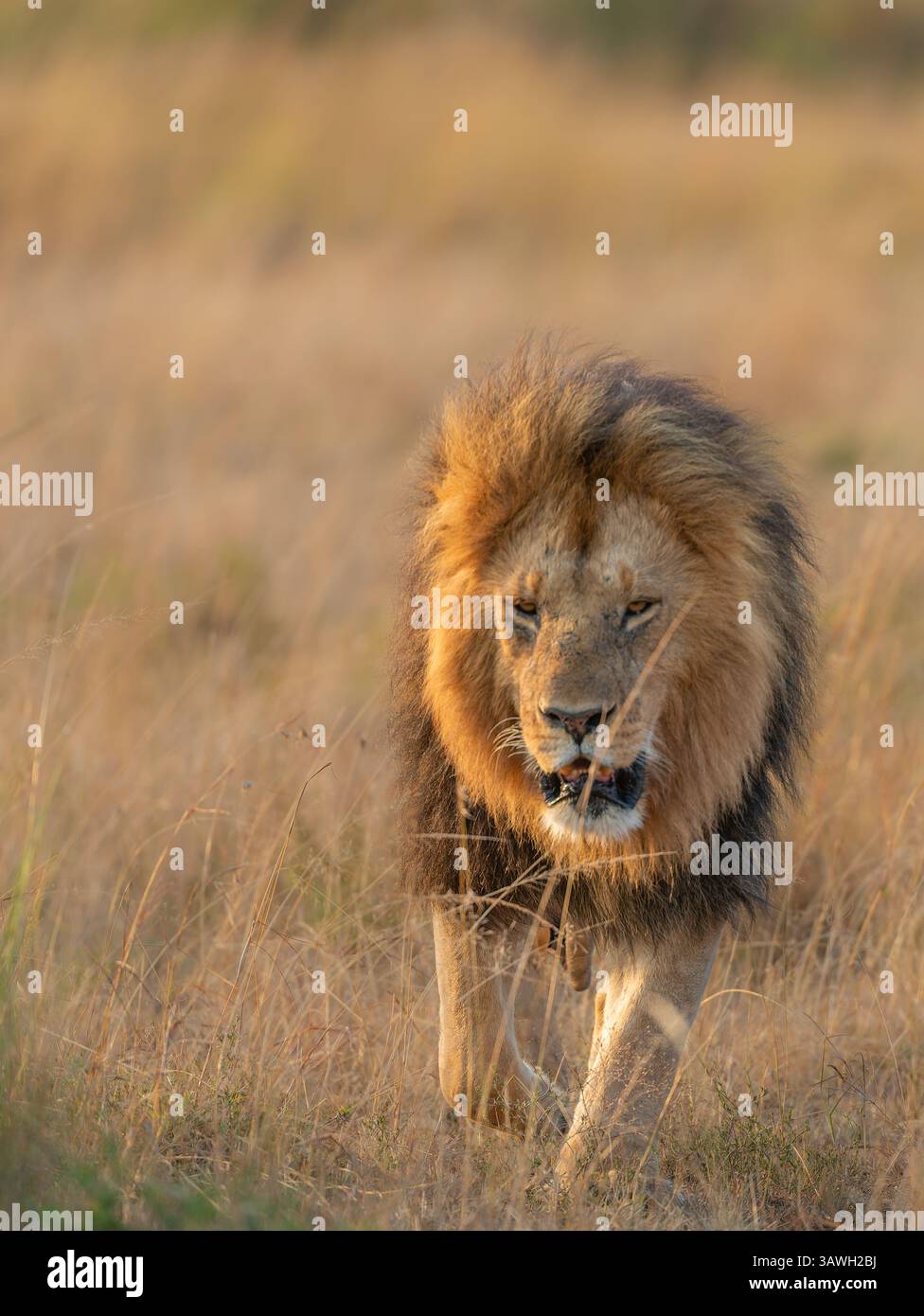 Full male lion face portrait hi-res stock photography and images - Alamy