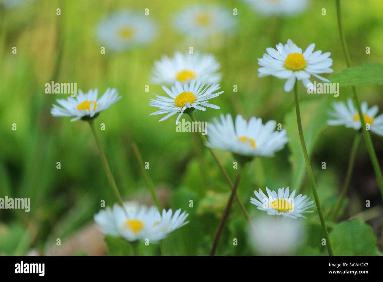 Spring daisies in the grass close up Stock Photo