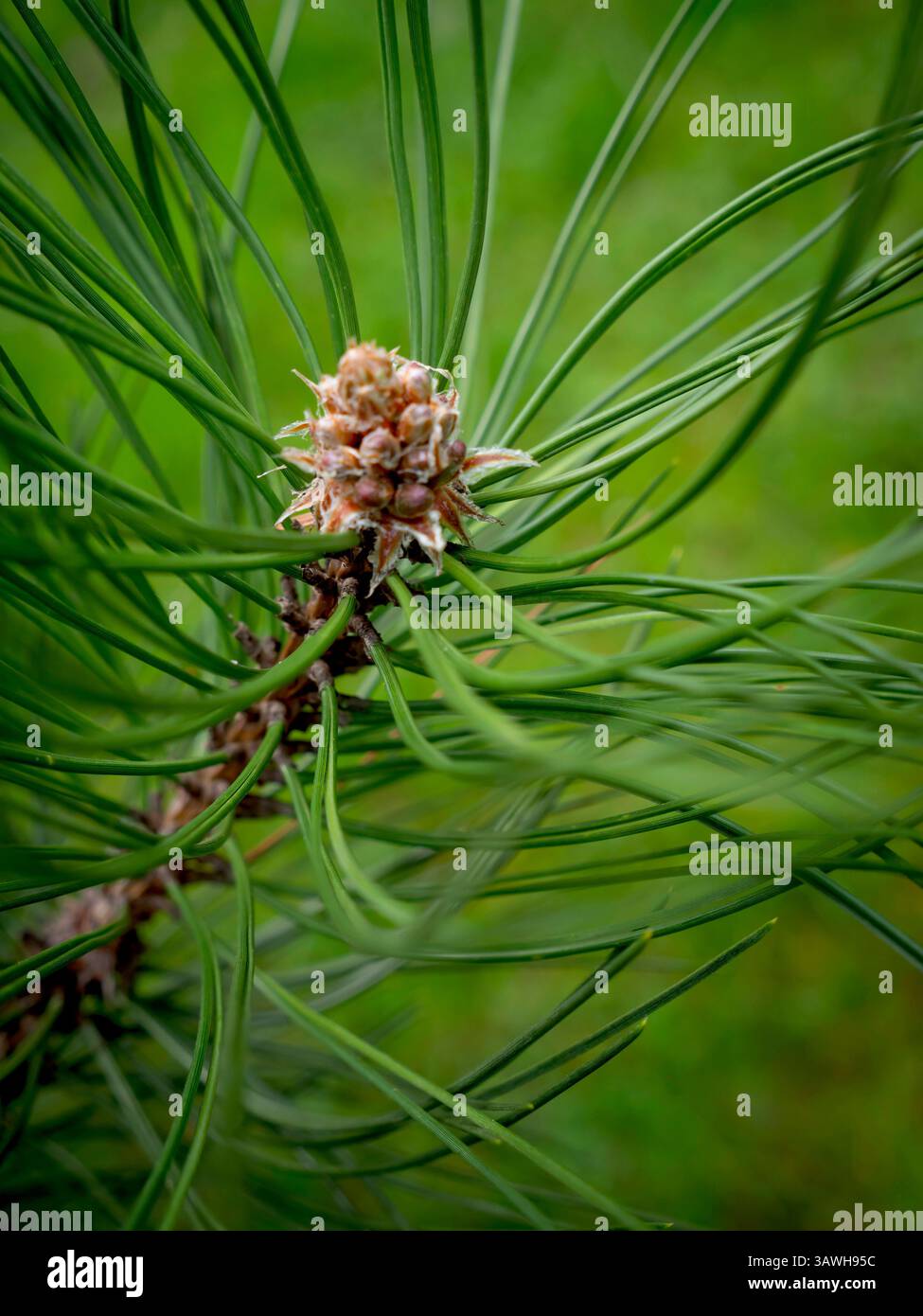 Pine cone, macro shot, close up Stock Photo