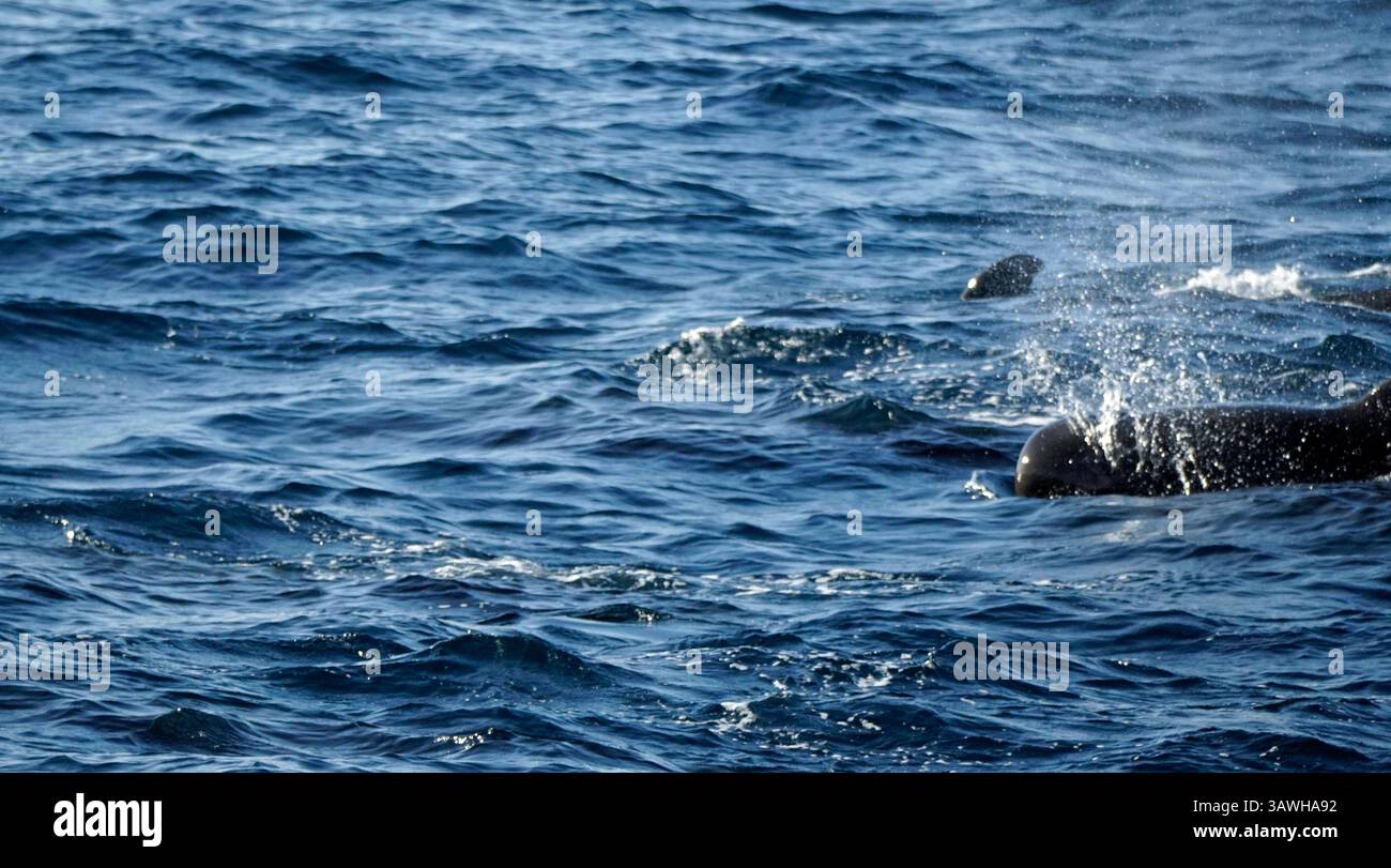 Indian pilot whale hi-res stock photography and images - Alamy