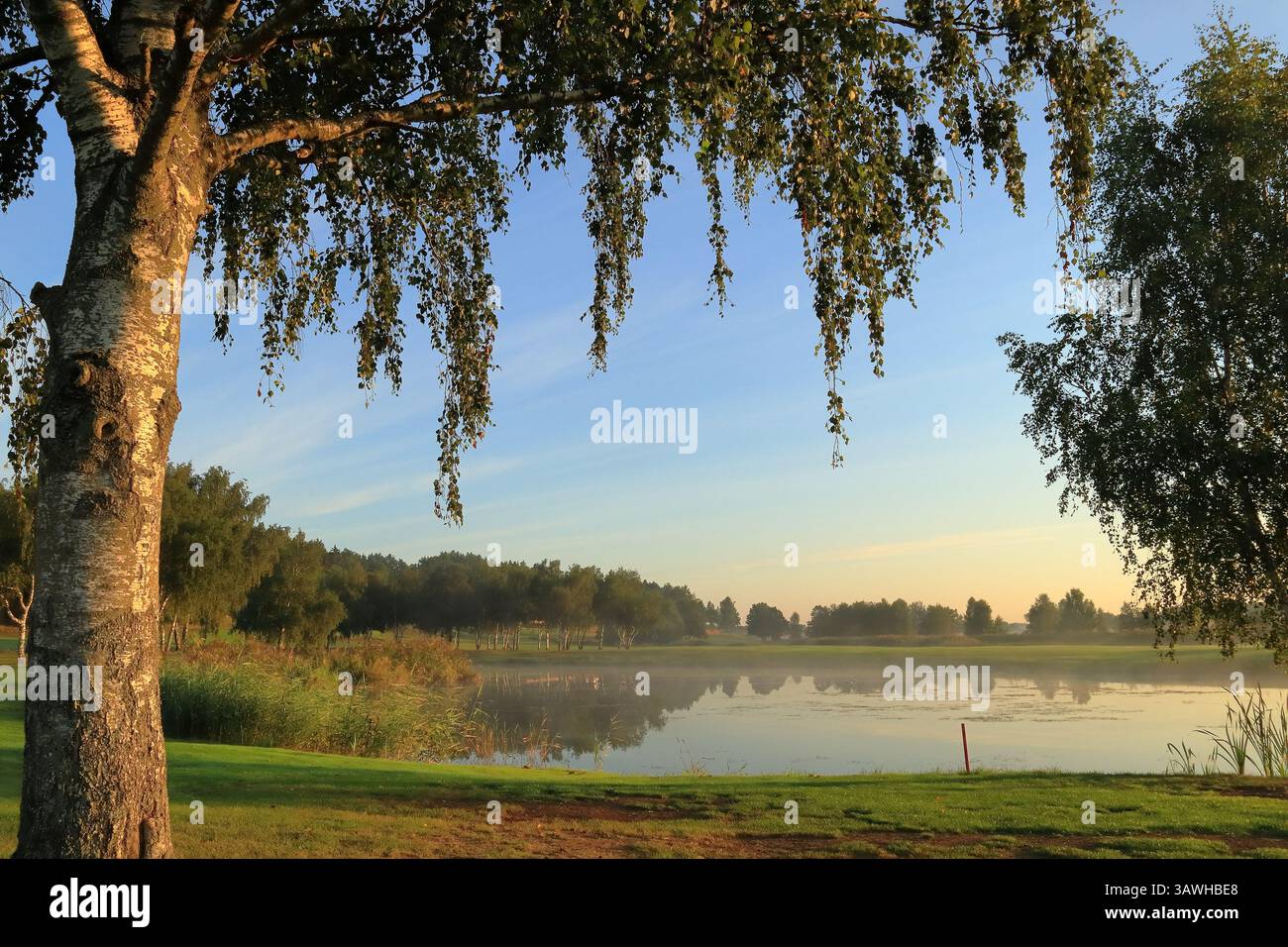 One great birch tree next to a small lake or pond. Swedish summer weather outside one nice day. Vallentuna, Sweden. Stock Photo