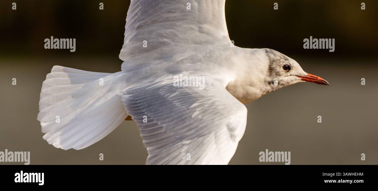 A graceful gull arcs in mid-flight, revealing white wings and a watchful gaze, capturing a serene moment of avian freedom in the soft afternoon light Stock Photo