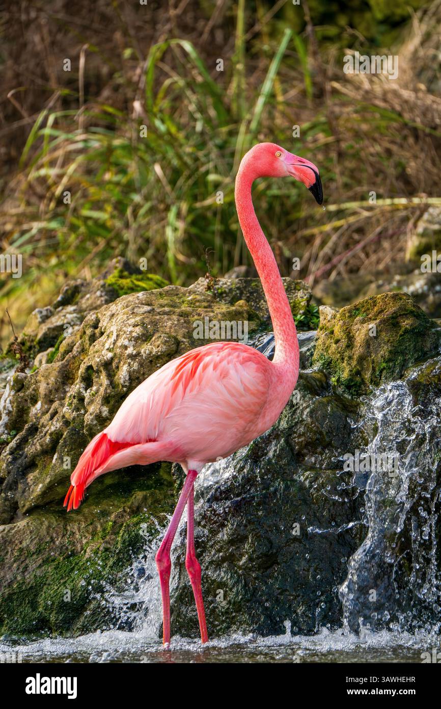 Graceful Red Orange Flamingo Wading In Shallow Water With A Curved Neck Graceful Red Orange Flamingo Wading In Shallow Water With A Curved Neck