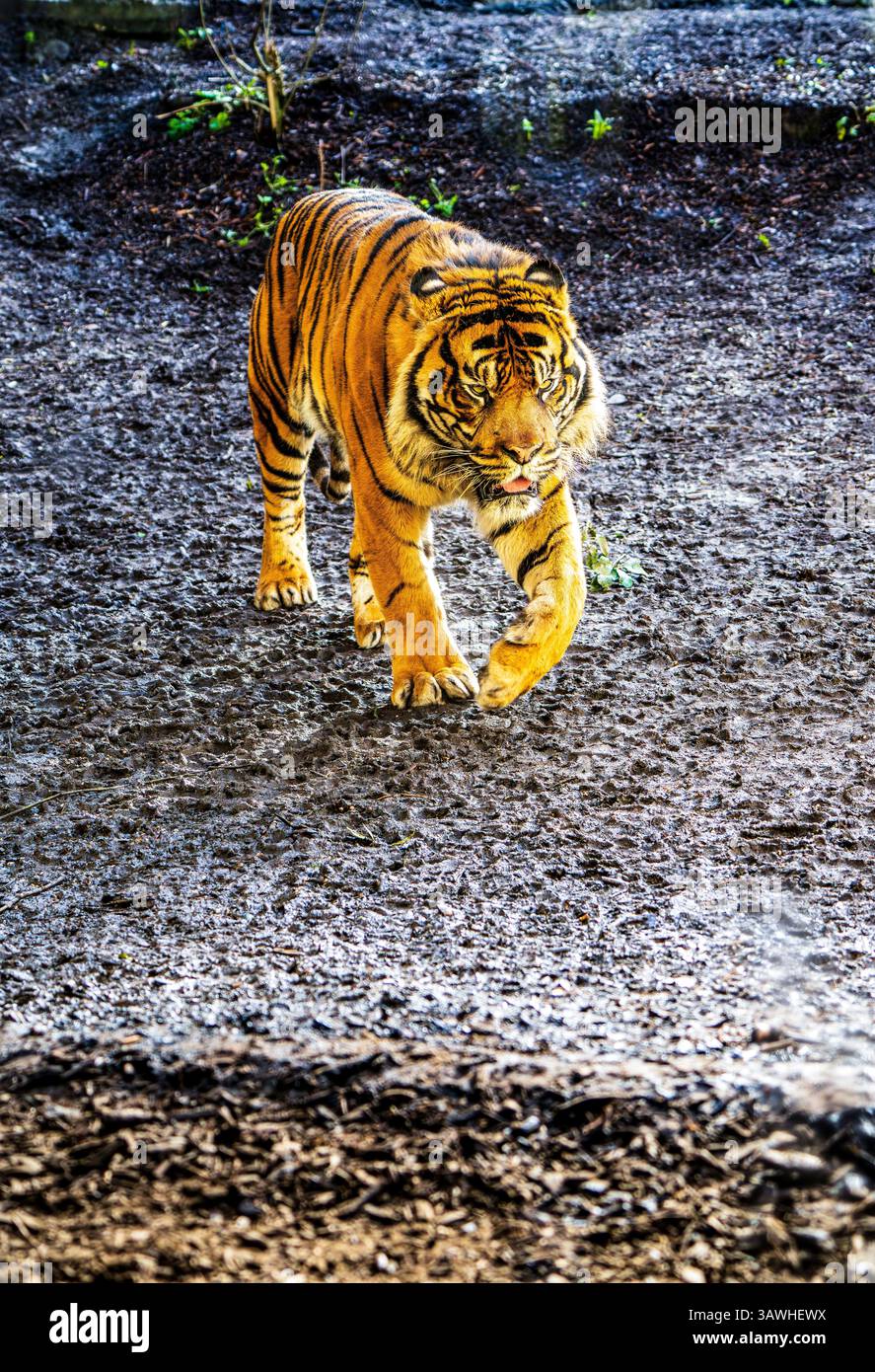 A Sumatran tiger (Panthera tigris sondaica) strides across damp, muddy ...