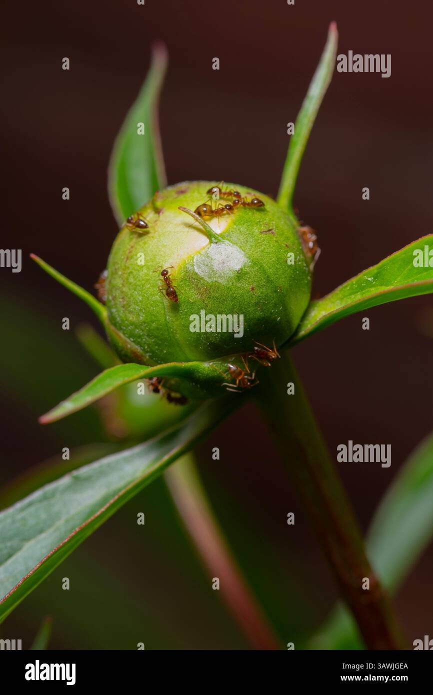 Plants flowers insects false honey ants on a peony bud Stock Photo - Alamy