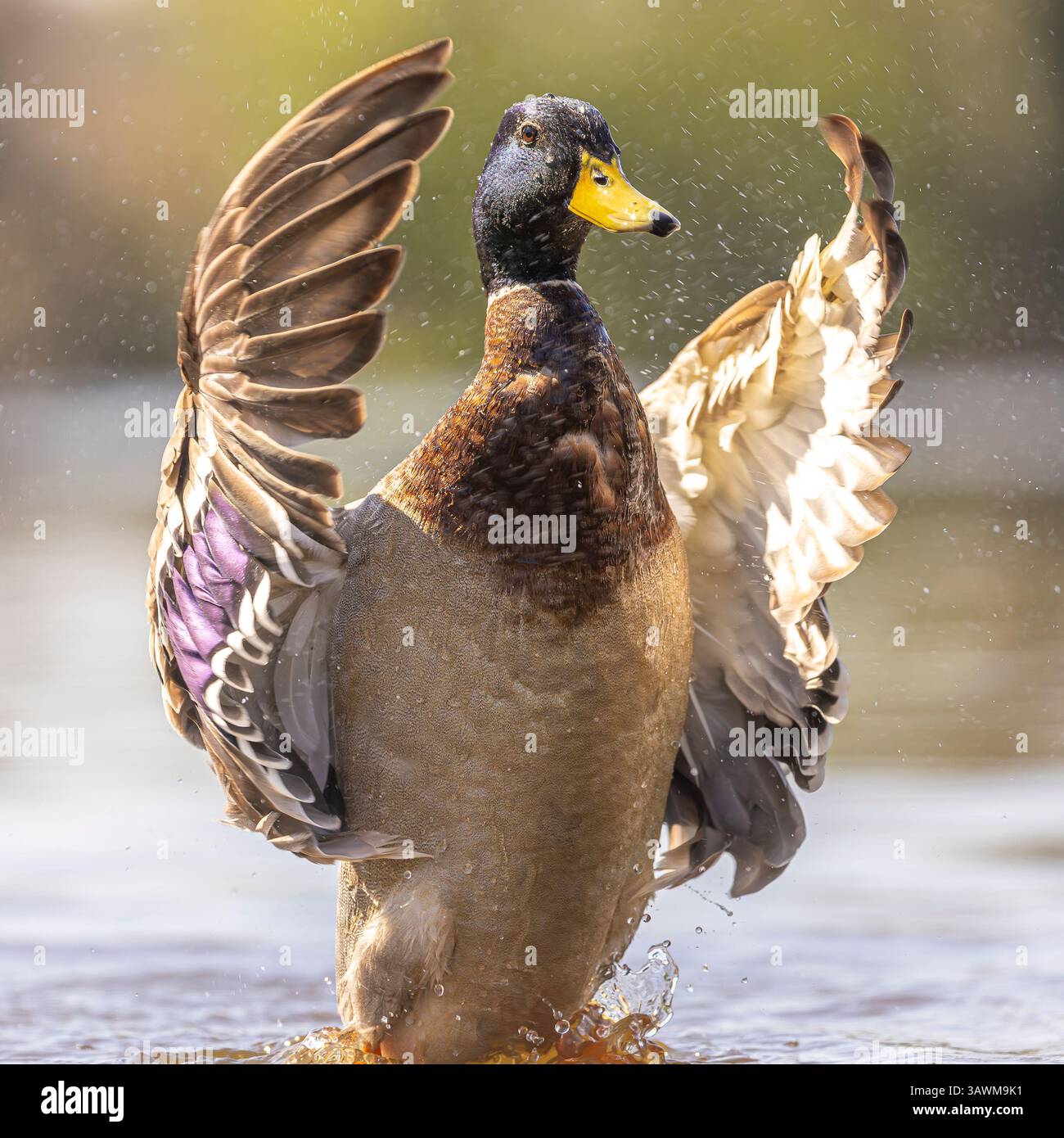 Kidderminster, UK. 20th April, 2025. UK weather: a mallard duck makes a splash as he bathes in the glorious Easter Sunday sunshine. Credit: Lee Hudson/Alamy Live News Stock Photo