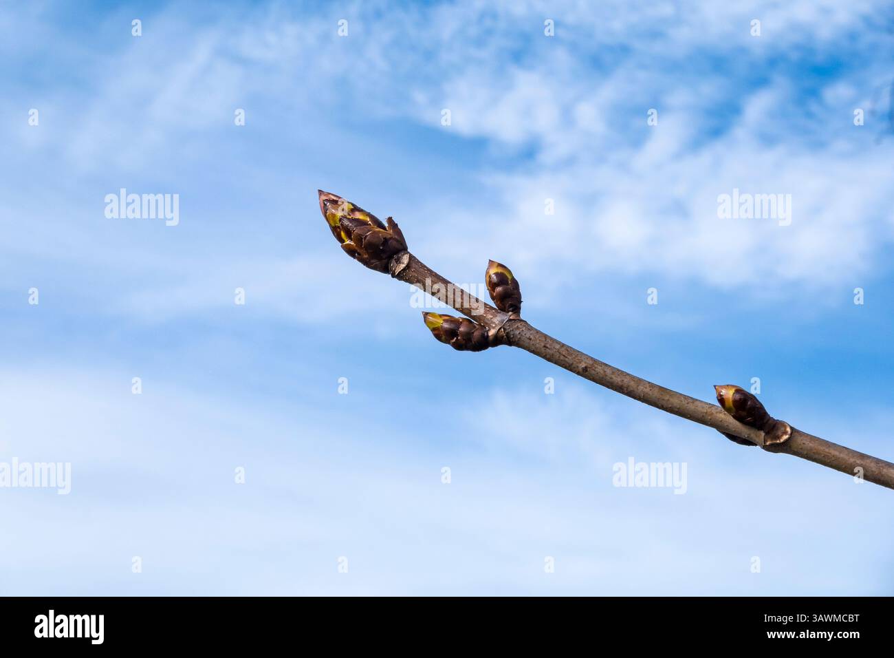 Buds horse chestnut hi-res stock photography and images - Alamy