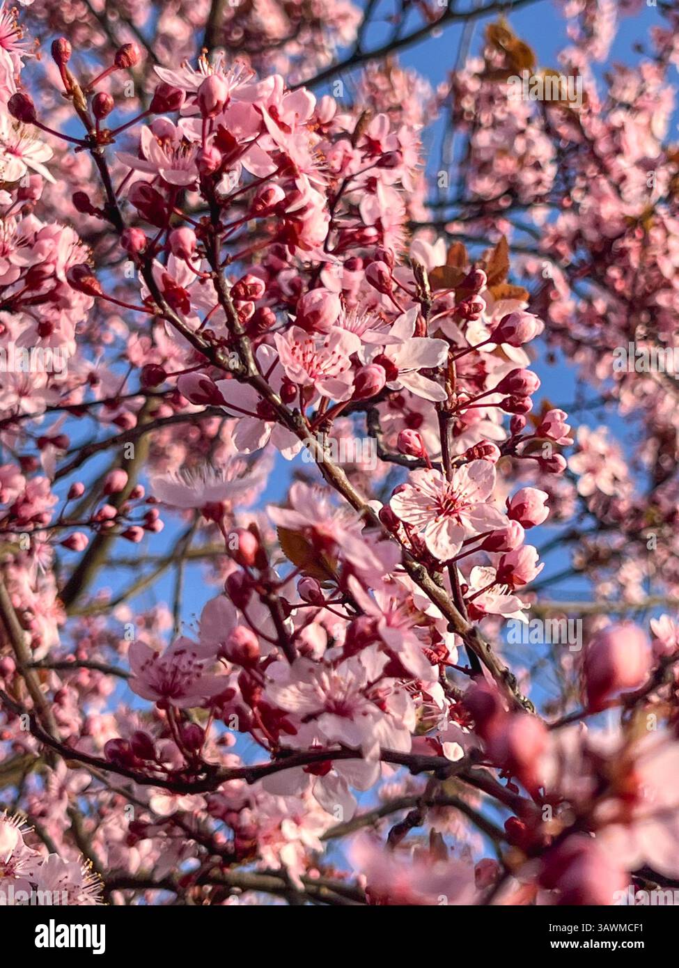 Sunlight on cherry blossoms hi-res stock photography and images - Alamy