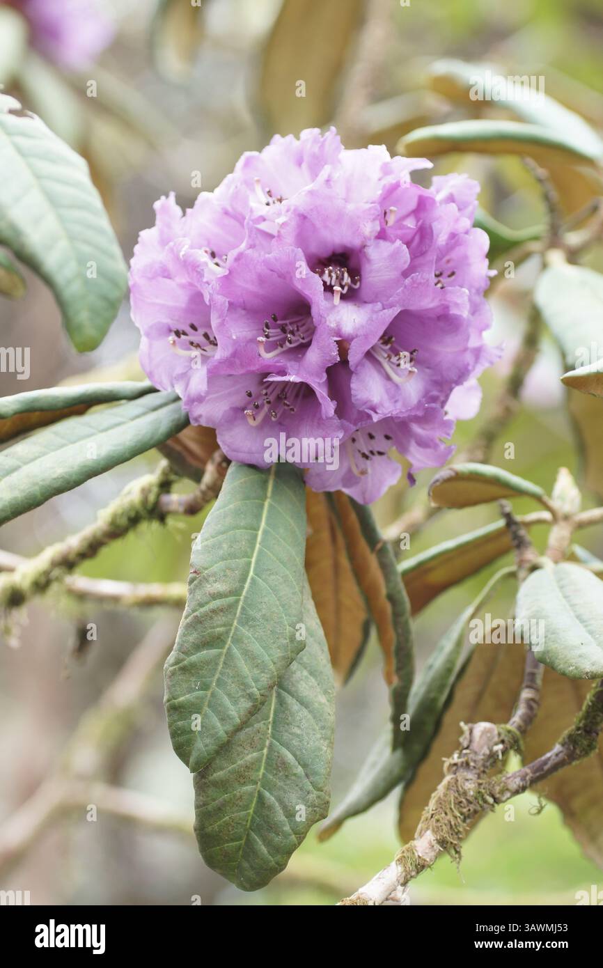 Rhododendron niveum hi-res stock photography and images - Alamy