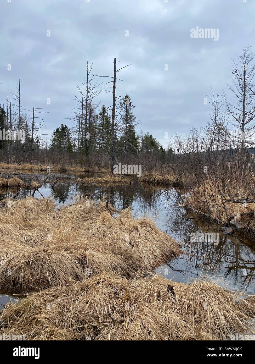 Wetlands in the Spring, Quebec,Canada - Smartphone Captured Stock Image