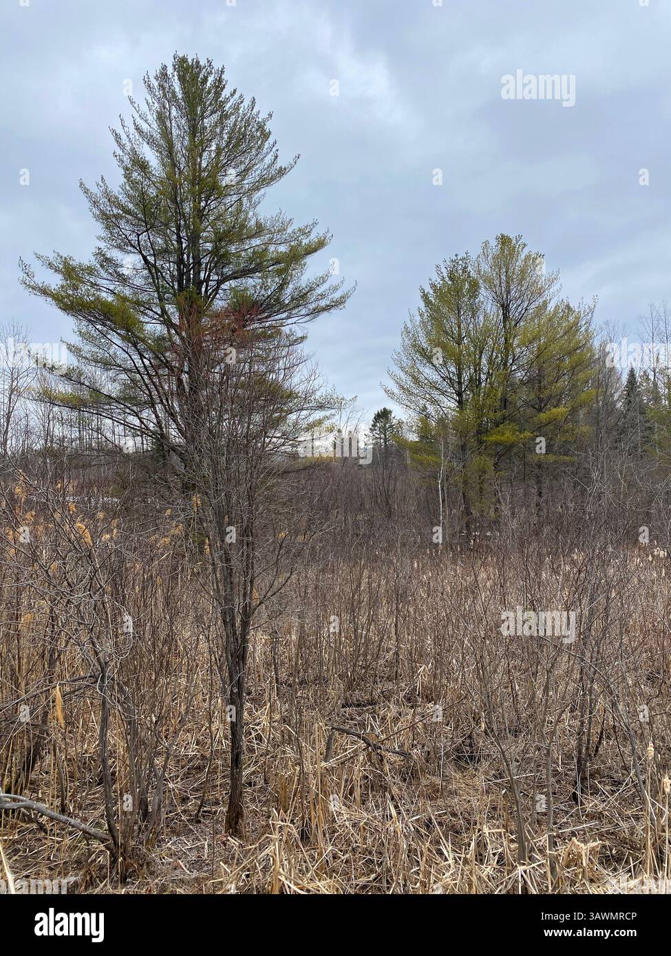 Wetlands in the springtime, Quebec, Canada - Smartphone Captured Stock Image