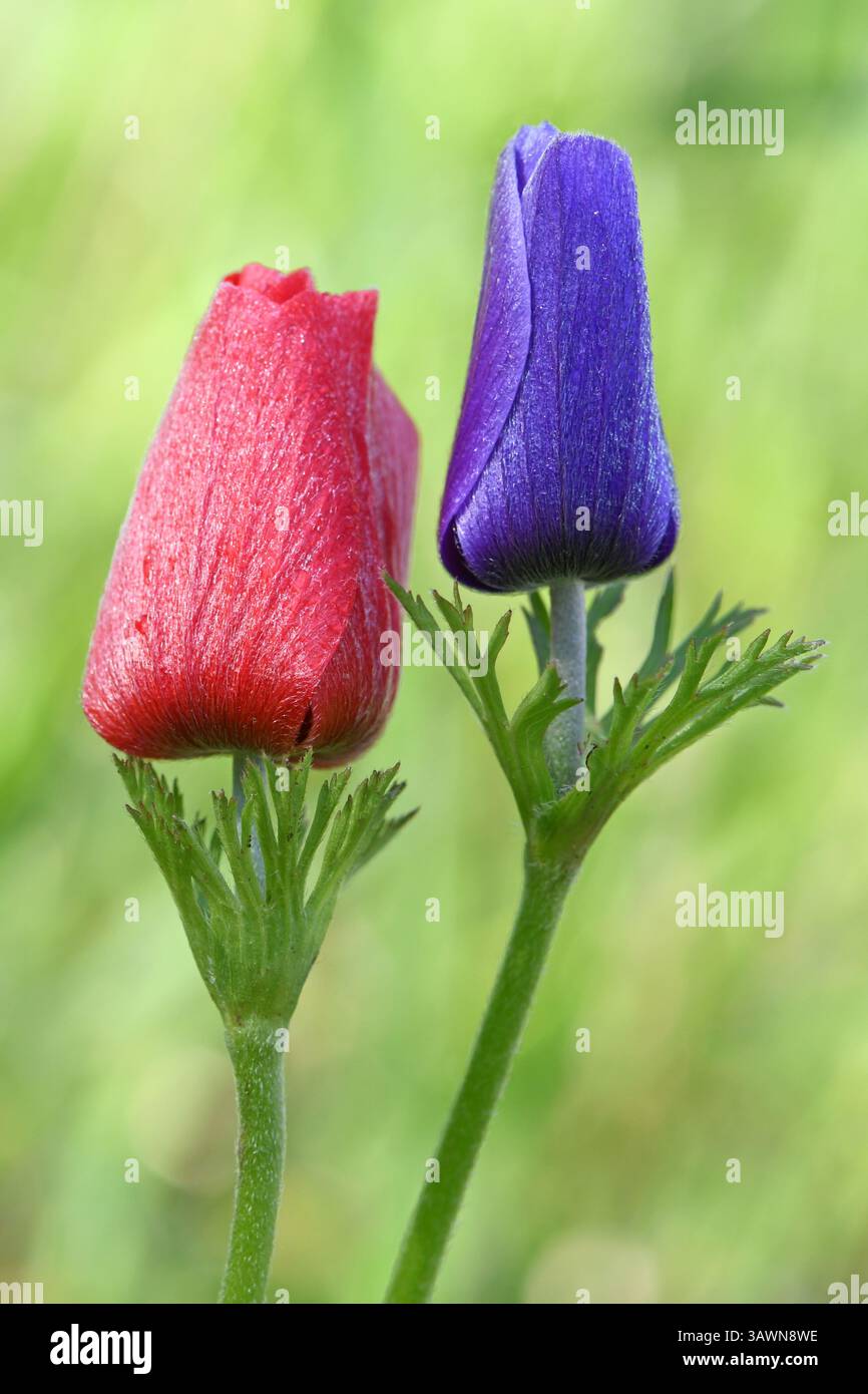 Red and purple Anemone flowers in the wild Stock Photo
