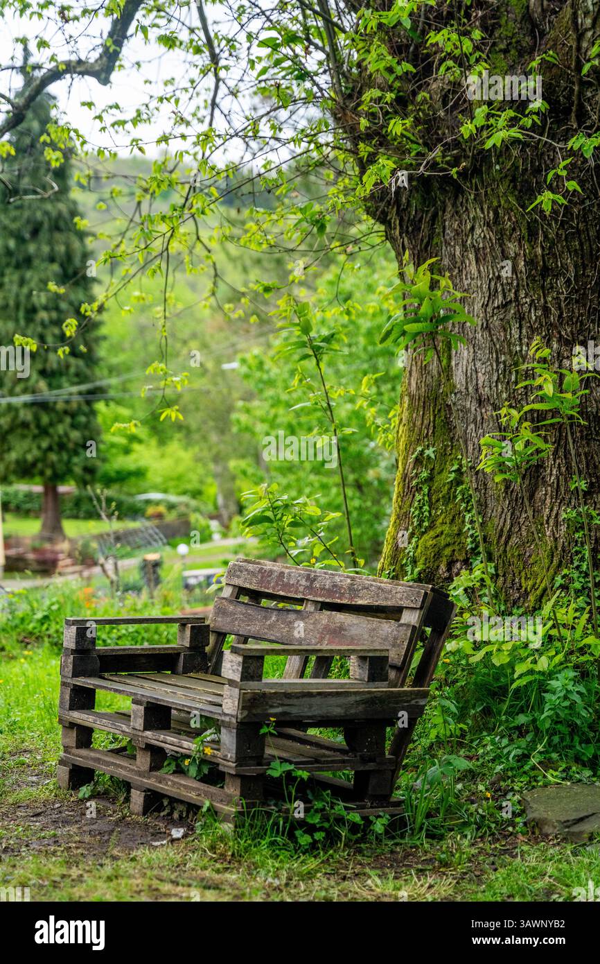 Moss-covered wooden bench surrounded by lush greenery and yellow flowers near Castello di Cireglio, a peaceful village in province of Pistoia, Italy Stock Photo