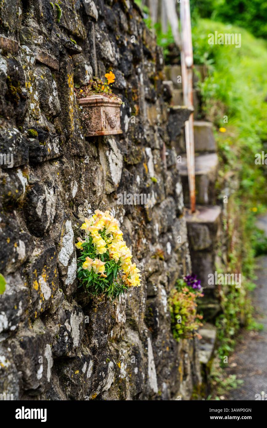 Stone wall with flower pots in a quiet alley of this historic Tuscan ...