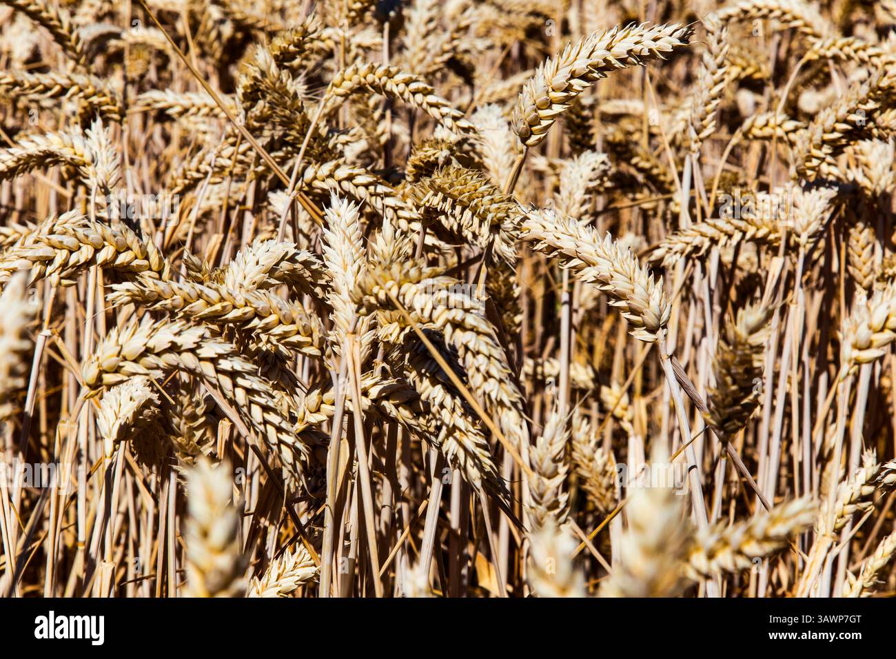 Field of wheat ready for harvesting Stock Photo - Alamy