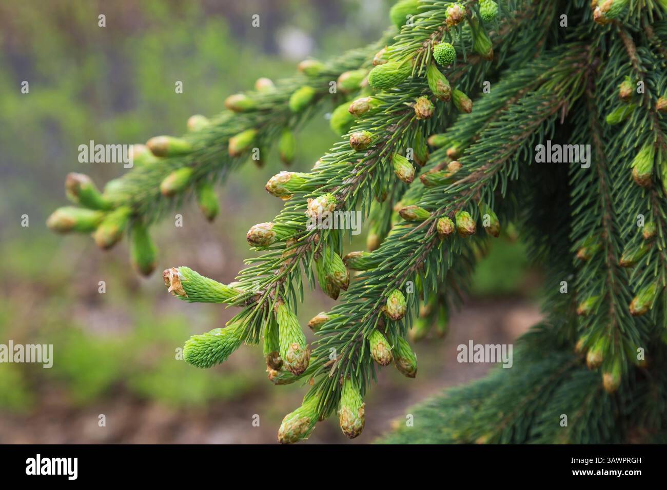 Picea glauca 'Pendula' - White spruce tree branches with emerging buds in spring. Stock Photo