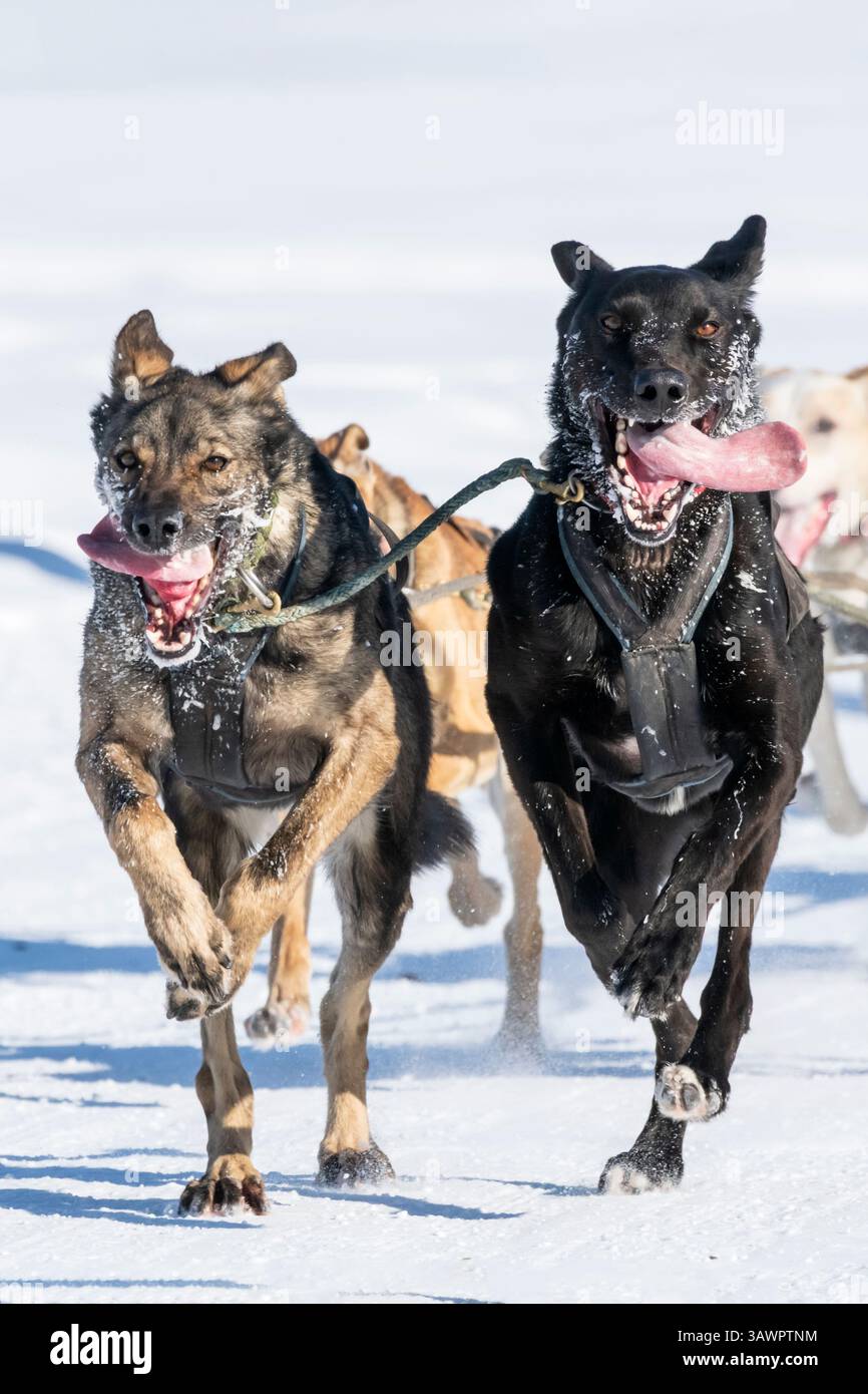 Sled Dogs; North American Dogsled Championships; 2025;Fairbanks Alaska Stock Photo