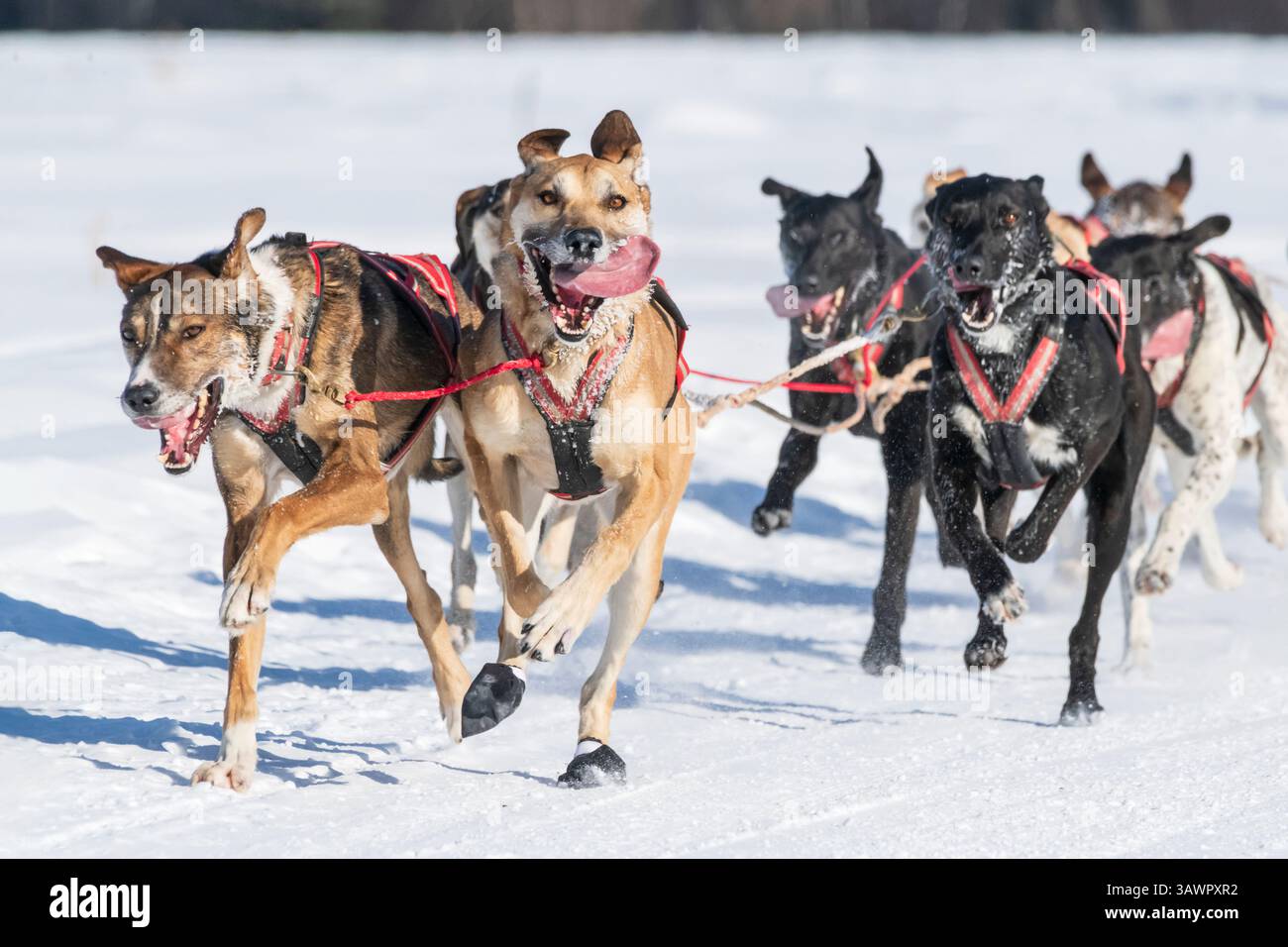 Sled Dogs; North American Dogsled Championships; 2025;Fairbanks Alaska Stock Photo